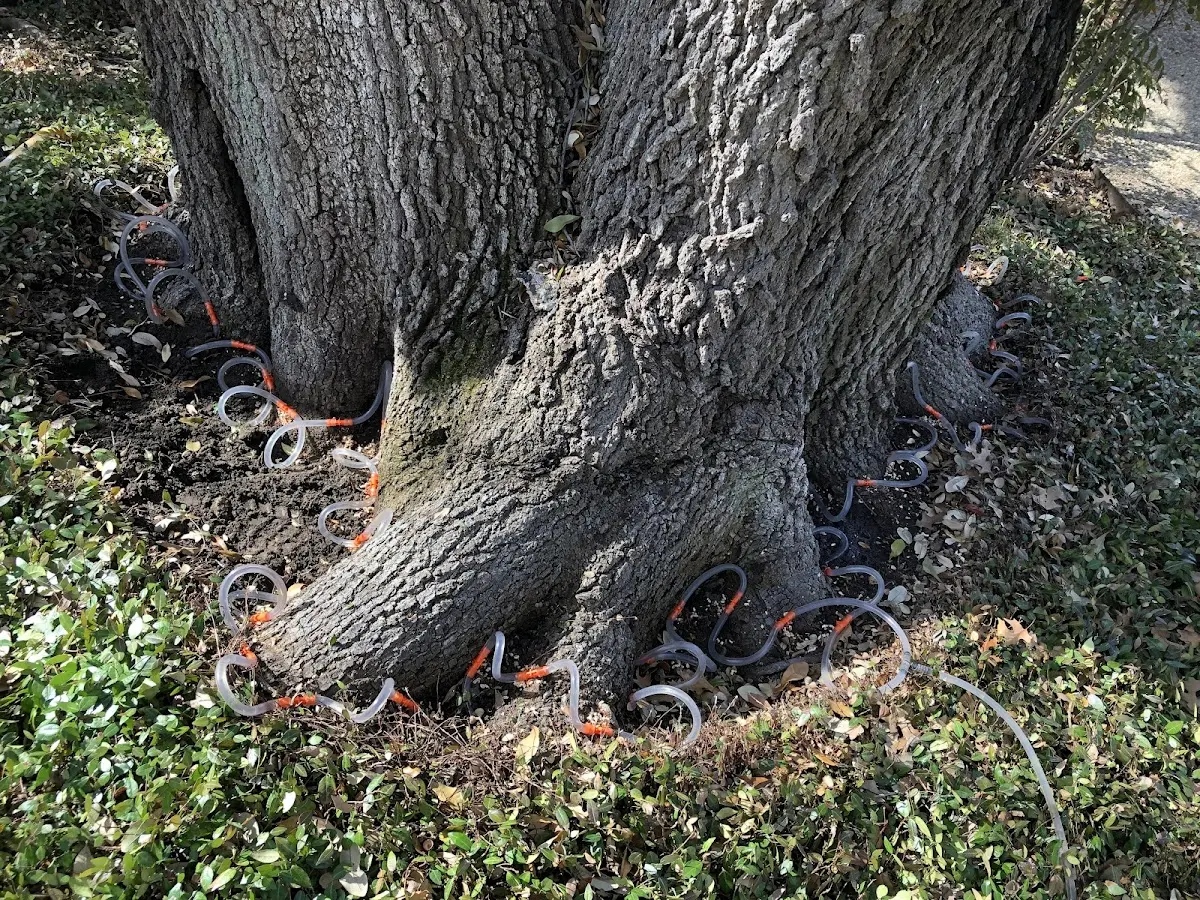Detailed Tree Cabling and Bracing job site in Okolona