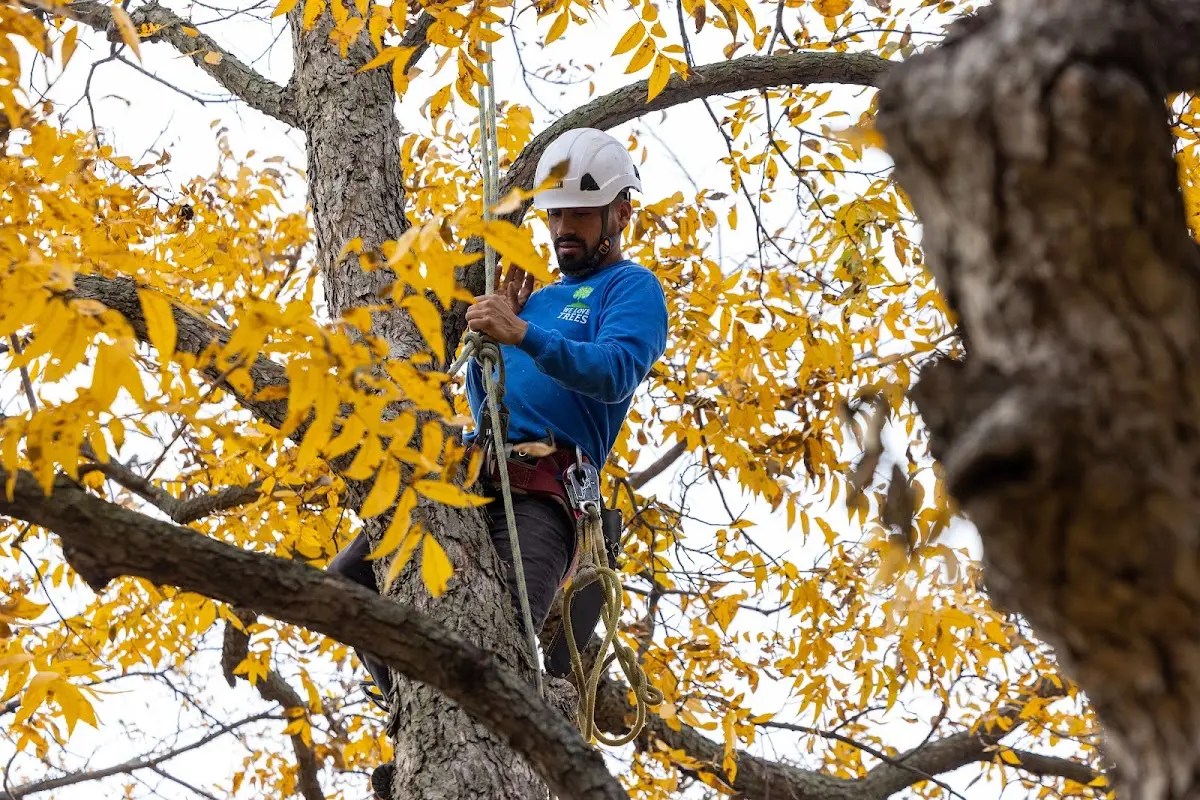 Skilled Dead Tree Removal crew working in Okolona